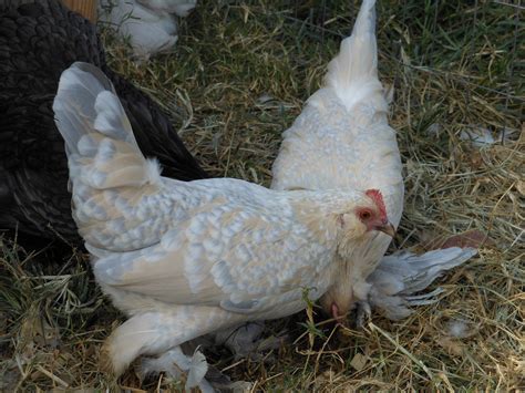 Booted Bantam For Sale Chickens Breed Information Omlet