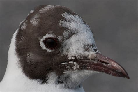Maryland Biodiversity Project Black Headed Gull Chroicocephalus