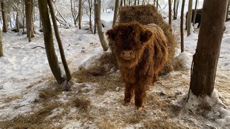 Scottish Highland Cattle In Finland Few Calves And Cows In The Forest