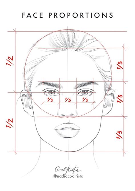 face proportions drawing beautiful image drawing skill