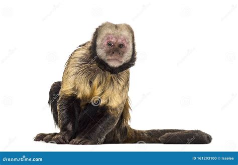 Golden Bellied Capuchin Sapajus Xanthosternos Stock Photo Image Of