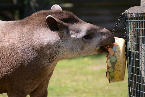 Meet The Brazilian Tapirs At Our Herts Zoo Paradise Wildlife Park