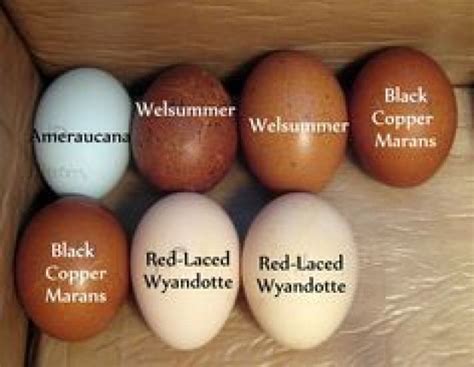 Egg Colors For Welsummer Hens