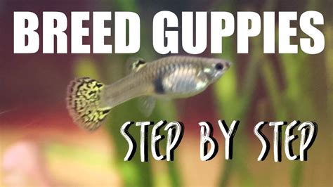 How to use a breeder box to breed guppies throw the breeder box in the trash and use java moss to community breed! How to Breed Guppies EASY - YouTube