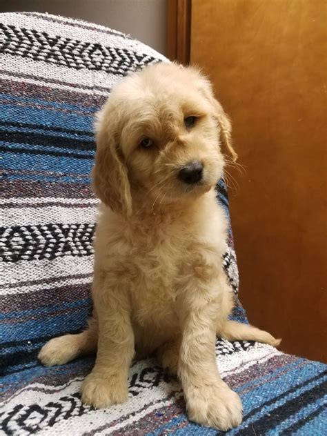 Advertise your goldendoodle puppies for free. Goldendoodle Puppies For Sale | Granger, WA #274519