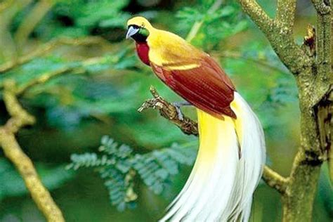 Burung cendrawasih merupakan sekumpulan burung yang burung cendrawasih yang terkenal adalah dari genus paradisaea yaitu jenis cendrawasih kuning sebagai contoh jenis cendrawasih raja (cicinnurus regius) memiliki ukuran tubuh 15 cm dengan. Persebaran Fauna di Indonesia