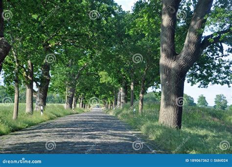Straight Forward Alley With Trees On Both Sides Stock Photo Image Of