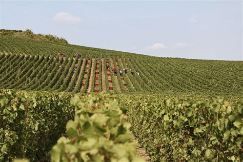 Champagne Olivier Collin Visite Exploitation Champagne à Broyes