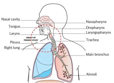 The Upper Respiratory System