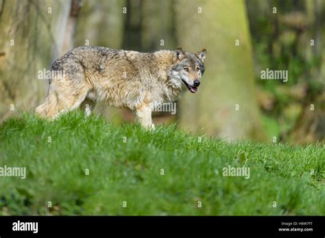 Europaeischer Loup Canis Lupus Le Loup Gris D Europe Photo Stock Alamy