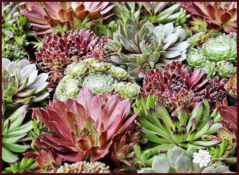 Here's a beginner's guide to raising chickens in your backyard. Species Spotlight - Sempervivum! aka Hens and Chicks ...