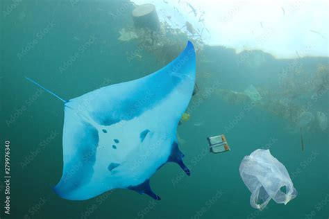 Plastic Pollution In Ocean Manta Ray Swims Through Polluted Sea Filer