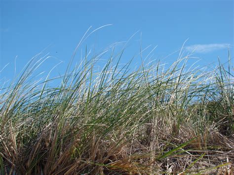 Rosy Mounds Dune Project Marram Grass