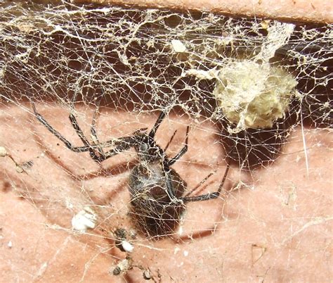 Theridiidaelatrodectus Geometricus Female Brown Widow Spi Flickr