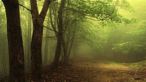 Mist Forest Trees Wallpapers Hd Desktop And Mobile