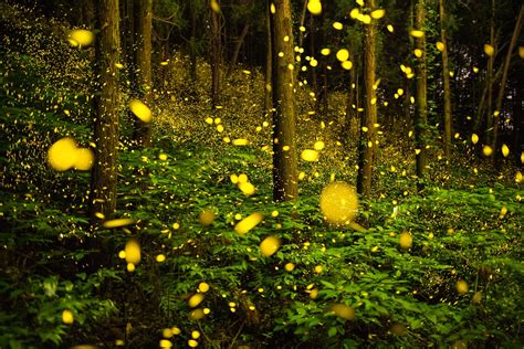 Fireflies In The Dark Wallpaper