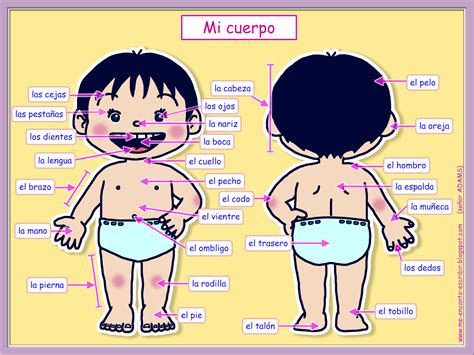 Mi Cuerpo El Cuerpo Humano Infantil Cuerpo Humano Dibujo Partes Del