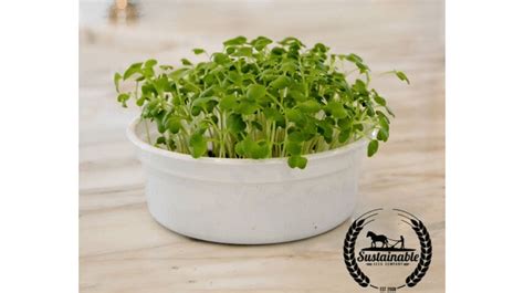 Microgreens Seeds To Grow On Your Farm Addify