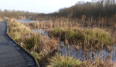 Natural Resources Wales Quaking Bogs Get New Lease Of Life