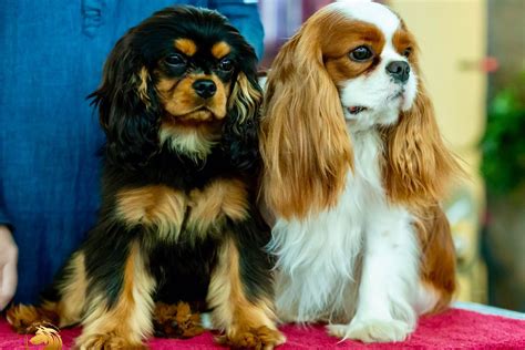 Sharps Cavaliers Cavalier King Charles Spaniel Puppies For Sale In