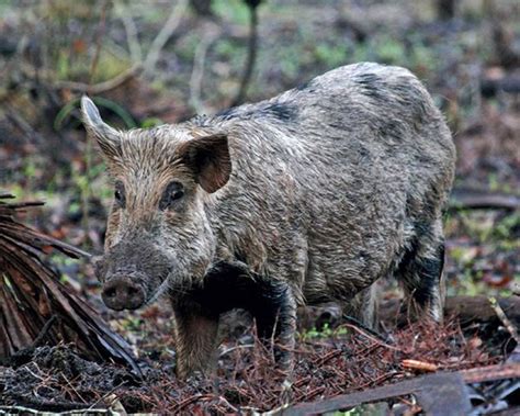 Windmill Country Feral Hogs Still Doing A Lot Of Damage