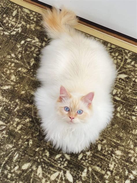Flame Point Ragdoll Cat Facts And Photos Ragdoll Cat Advice