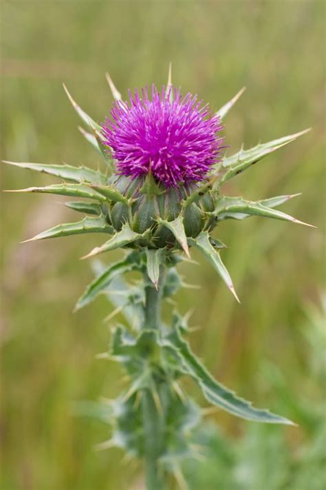 Here, we look into the various side effects reported while using milk thistle and who should take extra care when using it. Milk Thistle - Benefits and Side Effects | Milk thistle ...