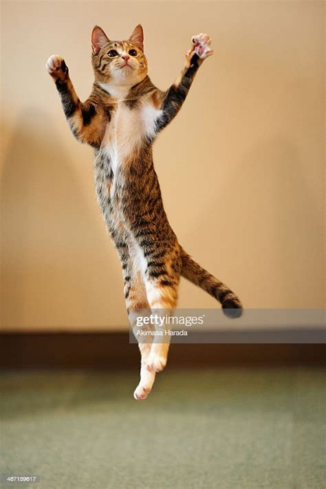 Young Cat Jumping High Res Stock Photo Getty Images