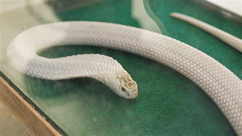 Meet Lucy A Leucistic Cobra At The Monterey Zoo