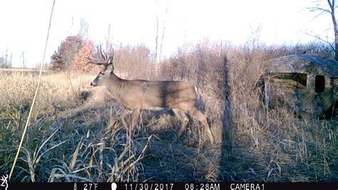 Mille Lacs Timber Harvest Boost Deer Hunting Bartyllas Whitetail