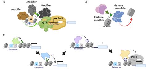 Chromatin Modifiers In Transcriptional Regulation New Findings And