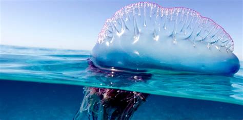 Steer Way Clear Of The Portuguese Man O War Recently Spotted In North