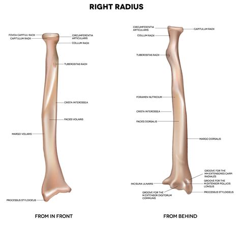 The lateral side projects distally as the styloid process. Bodyman Radius. Human right radius, bone. Detailed medical ...