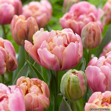 Tulip Pink Star Bulb Flowers Tulips Tulips Garden