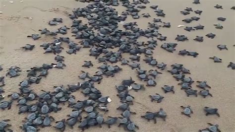 Millions Of Baby Turtles Hatch On Empty Beaches Youtube