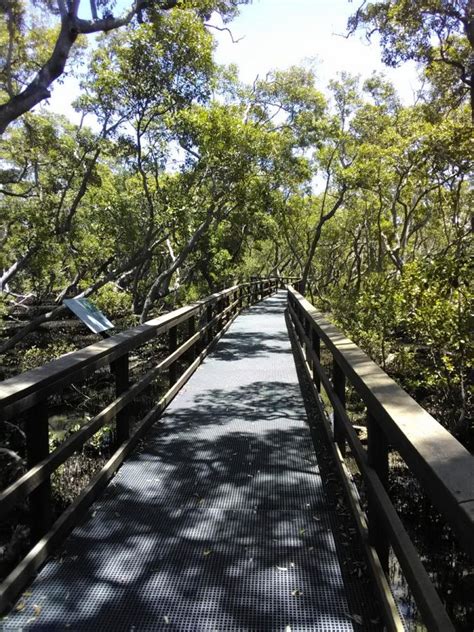 Lota Mangrove Boardwalk And Bayside Walk Lota Queensland September 2021