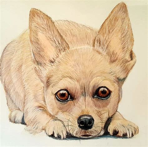 My Newest Colored Pencil Drawing A Chihuahua Puppy Colored Pencil