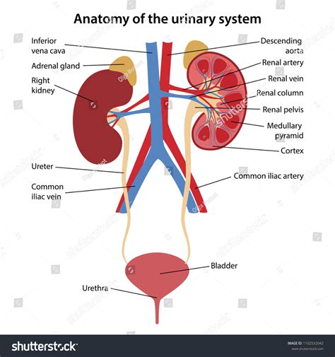 267 Labeled Diagram Of The Human Kidney Images Stock Photos 3d