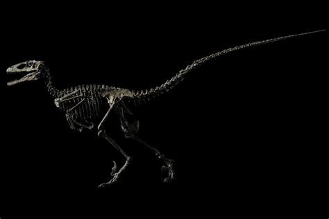 A Rare Skeleton Of The Raptor That Inspired The Villains Of ‘jurassic