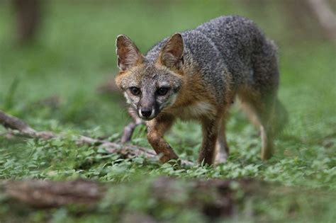 Foxes May Confuse Predators By Rubbing Themselves In Puma Scent New