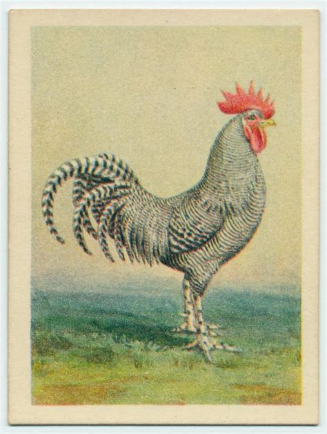 Scotch Grey Cock Nypl Digital Collections