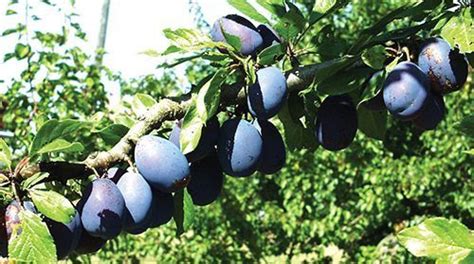 The stanley plum is a sweet, rich flavored european prune plum that can be dried without being pitted! Stanley E Plum - Semi-dwarf | Fruit trees, Plum fruit ...