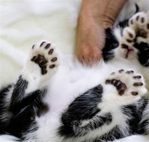 A Study In De Feet Polydactyl Cat Paws You Need To See Katniss Cat