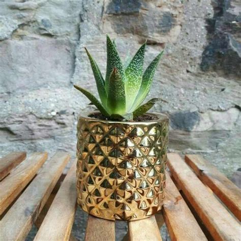 All in good condition but have been used plant pots. Cute Tiny Plant in Gold Pot | Plants, Succulents