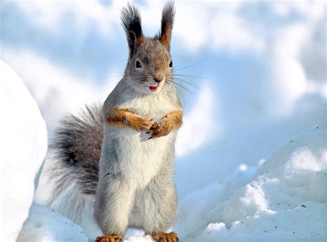 Squirrel Snow Winter Animal Wallpaper And Background