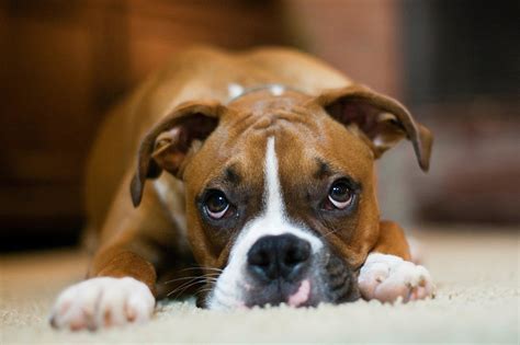 Boxers 6 Best Dog Breeds For Families With Small Kids