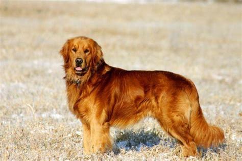 Goldens wizard kennel sends puppies home with akc. Windy Knoll AKC Golden Retriever Puppies for Sale in ...