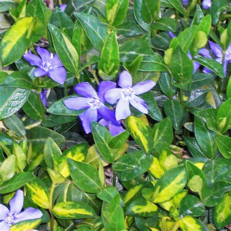 Vinca Minor Illumination 13cm Lesser Periwinkle The Boma Garden