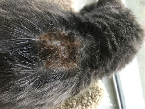 Cat Skin Allergy Reaction To Clotrimazole Thecatsite