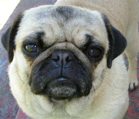 this serious pug wants to know what you ve done with the cookies now about pug